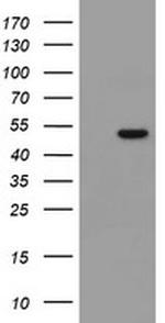 MRPS27 Antibody in Western Blot (WB)