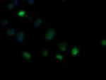 MRPS34 Antibody in Immunocytochemistry (ICC/IF)