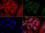 MRPS34 Antibody in Immunocytochemistry (ICC/IF)