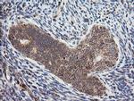 MRPS34 Antibody in Immunohistochemistry (Paraffin) (IHC (P))