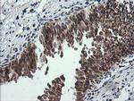 MRPS34 Antibody in Immunohistochemistry (Paraffin) (IHC (P))