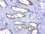 MRPS34 Antibody in Immunohistochemistry (Paraffin) (IHC (P))