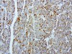 MRPS34 Antibody in Immunohistochemistry (Paraffin) (IHC (P))