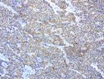 MRPS34 Antibody in Immunohistochemistry (Paraffin) (IHC (P))