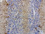 MRPS34 Antibody in Immunohistochemistry (Paraffin) (IHC (P))