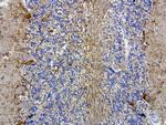 MRPS34 Antibody in Immunohistochemistry (Paraffin) (IHC (P))