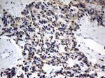 MRPS34 Antibody in Immunohistochemistry (Paraffin) (IHC (P))