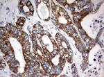 MRPS34 Antibody in Immunohistochemistry (Paraffin) (IHC (P))