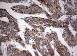 MRPS34 Antibody in Immunohistochemistry (Paraffin) (IHC (P))