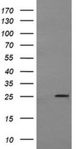 MRPS34 Antibody in Western Blot (WB)