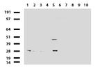 MRPS34 Antibody in Western Blot (WB)