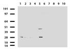 MRPS34 Antibody in Western Blot (WB)