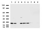 MRPS34 Antibody in Western Blot (WB)