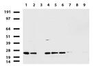 MRPS34 Antibody in Western Blot (WB)