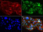 MRPS7 Antibody in Immunocytochemistry (ICC/IF)