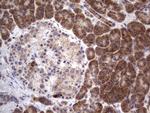 MRPS7 Antibody in Immunohistochemistry (Paraffin) (IHC (P))