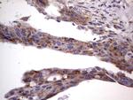 MRPS7 Antibody in Immunohistochemistry (Paraffin) (IHC (P))