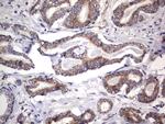 MRPS7 Antibody in Immunohistochemistry (Paraffin) (IHC (P))