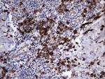 MRPS7 Antibody in Immunohistochemistry (Paraffin) (IHC (P))