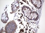 MRPS7 Antibody in Immunohistochemistry (Paraffin) (IHC (P))