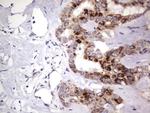 MRPS7 Antibody in Immunohistochemistry (Paraffin) (IHC (P))