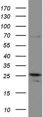 MRPS7 Antibody in Western Blot (WB)