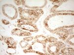 MRRF Antibody in Immunohistochemistry (Paraffin) (IHC (P))