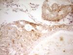 MRRF Antibody in Immunohistochemistry (Paraffin) (IHC (P))