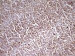 MRRF Antibody in Immunohistochemistry (Paraffin) (IHC (P))