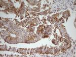 MRRF Antibody in Immunohistochemistry (Paraffin) (IHC (P))