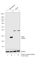 TIMP1 Antibody