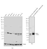 TIMP1 Antibody in Western Blot (WB)