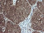 MSI2 Antibody in Immunohistochemistry (Paraffin) (IHC (P))