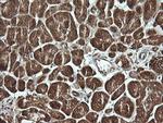 MSI2 Antibody in Immunohistochemistry (Paraffin) (IHC (P))