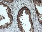 MSI2 Antibody in Immunohistochemistry (Paraffin) (IHC (P))