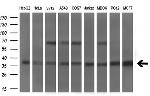 MSI2 Antibody in Western Blot (WB)