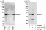 MSK1 Antibody in Western Blot (WB)