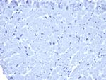 IgG1 Isotype Control for Mouse Antibody in Immunohistochemistry (Paraffin) (IHC (P))