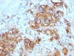 CA19-9/Sialyl Lewisa (GI Tumor Marker) Antibody in Immunohistochemistry (Paraffin) (IHC (P))