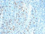 Biotin (Vitamin B7 or Vitamin H) Antibody in Immunohistochemistry (Paraffin) (IHC (P))