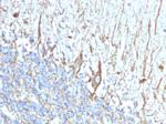 Neurofilament (H+L) (Neuronal Marker) Antibody in Immunohistochemistry (Paraffin) (IHC (P))