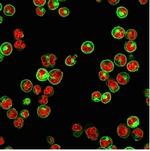 HLA-Pan (MHC II) Antibody in Immunocytochemistry (ICC/IF)