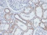 Biotin (Vitamin B7 or Vitamin H) Antibody in Immunohistochemistry (Paraffin) (IHC (P))