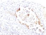 Lewis Y Antibody in Immunohistochemistry (Paraffin) (IHC (P))