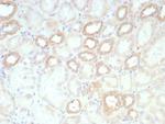 Biotin (Vitamin B7 or Vitamin H) Antibody in Immunohistochemistry (Paraffin) (IHC (P))