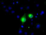 MSMB Antibody in Immunocytochemistry (ICC/IF)