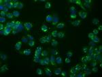 MSMB Antibody in Immunocytochemistry (ICC/IF)