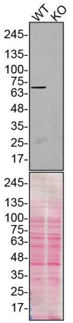 Moesin Antibody in Western Blot (WB)