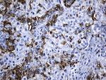 MSR1 Antibody in Immunohistochemistry (Paraffin) (IHC (P))