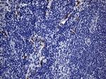 MSR1 Antibody in Immunohistochemistry (Paraffin) (IHC (P))